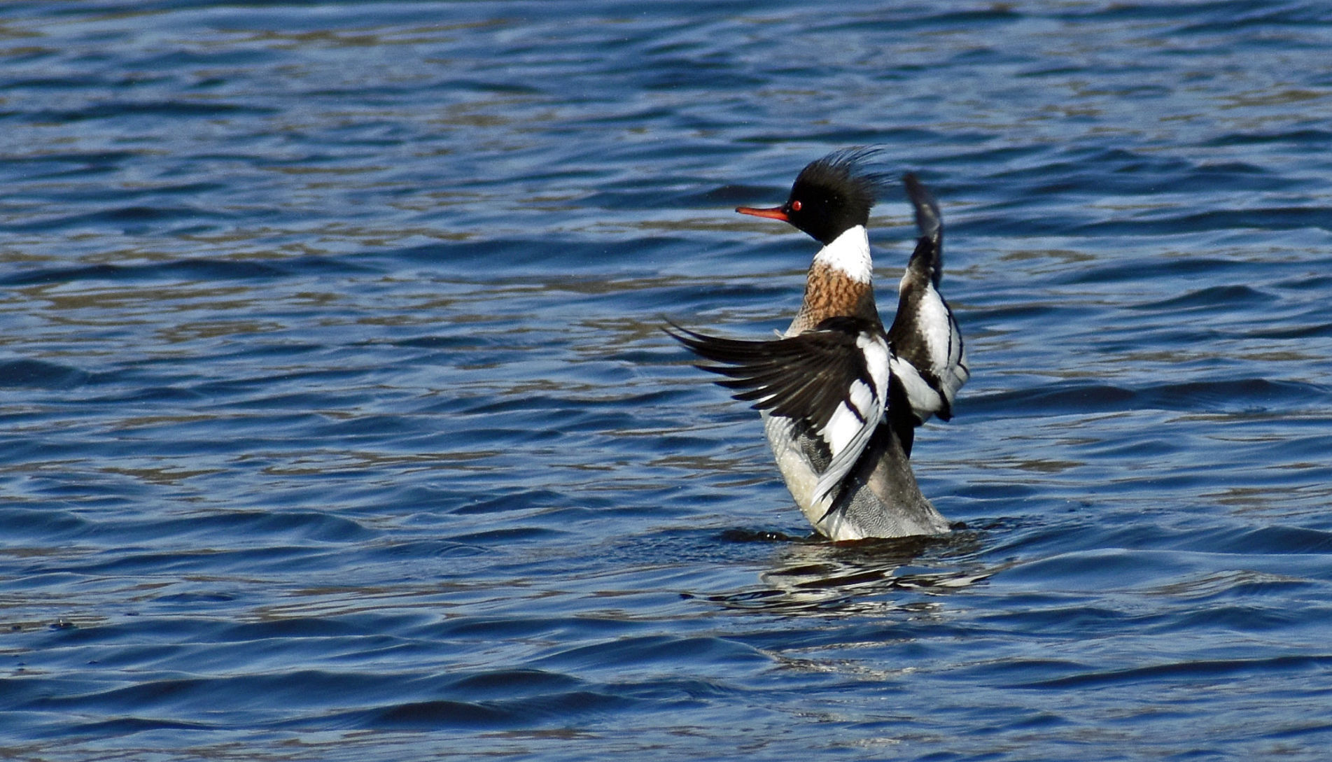 Flapping his wings